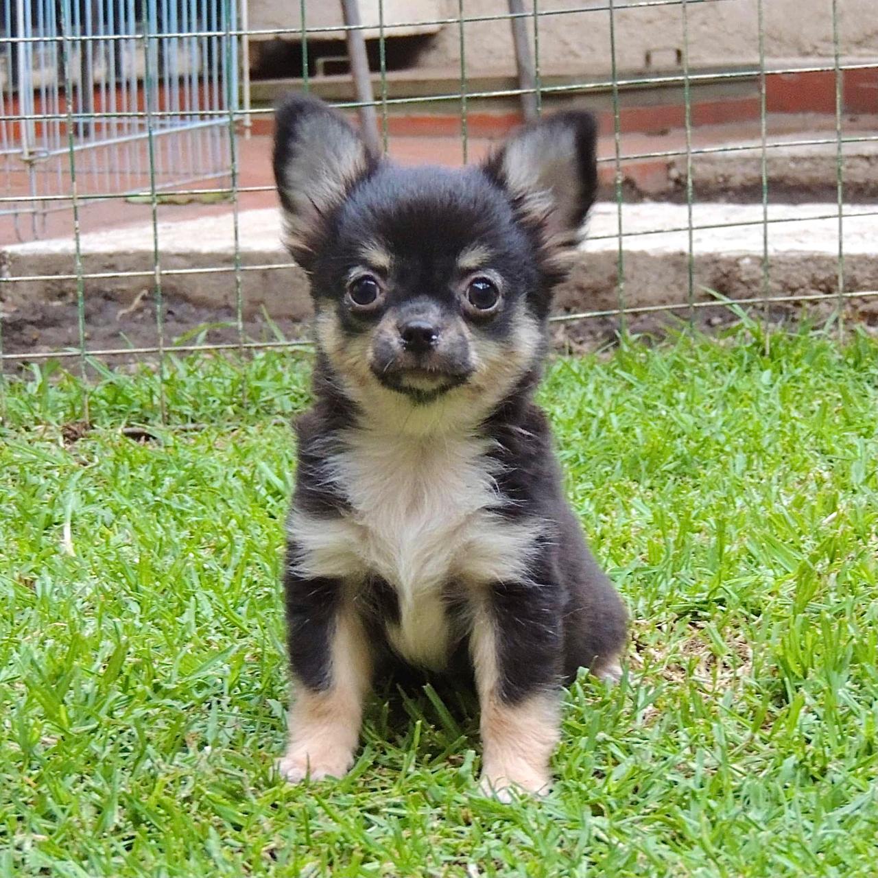Chihuahueño 18